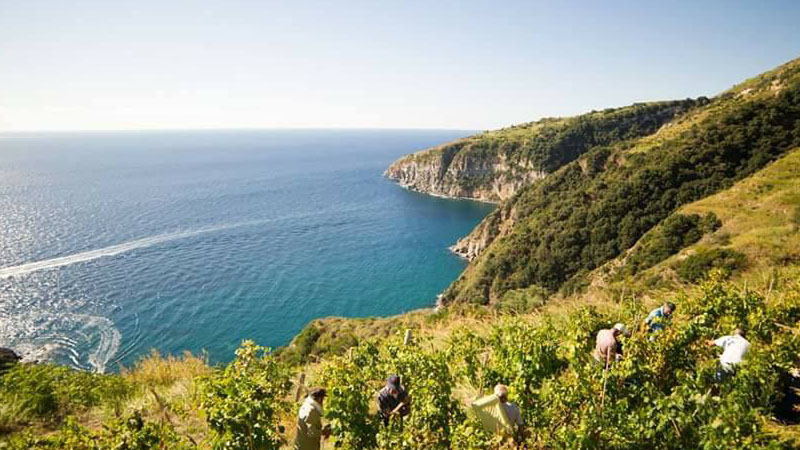 Il vino bianco più buono d'Italia è fatto sull'isola d'Ischia