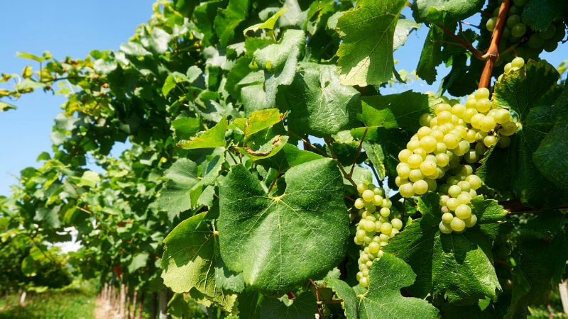In Franciacorta la palestra tra le vigne