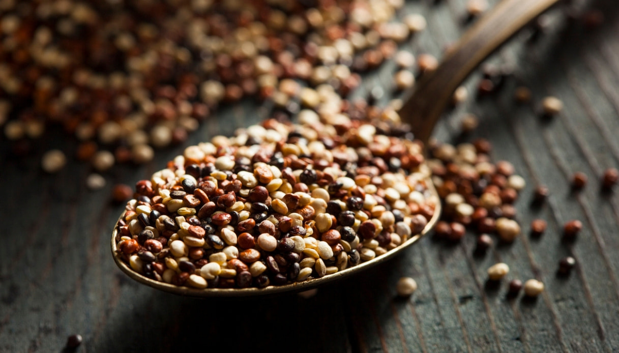 Quipu: la prima varietà di quinoa italiana è toscana