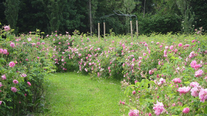 Un mese di eventi nel parco del Castello di Cordovado
