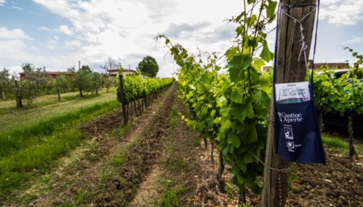 Cantine aperte 2019: oltre 800 nell'ultimo weekend di maggio