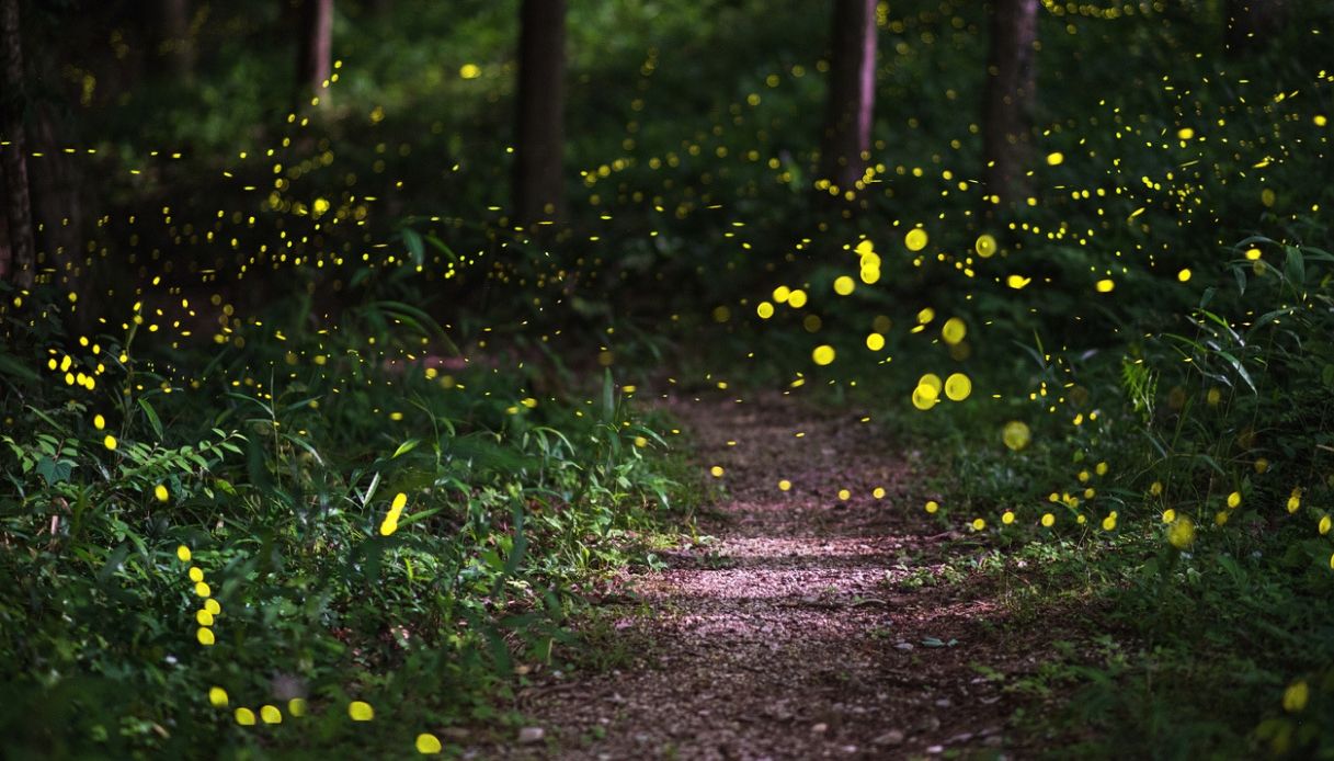 Lusiroeola, passeggiate notturne al Parco delle Cave