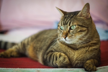 vecchio nero mamma micio