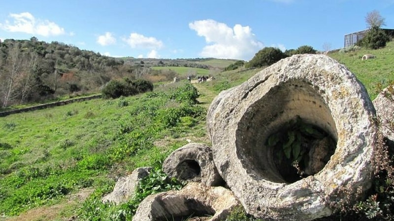 Se Vuoi Scoprire I Misteri Della Foresta