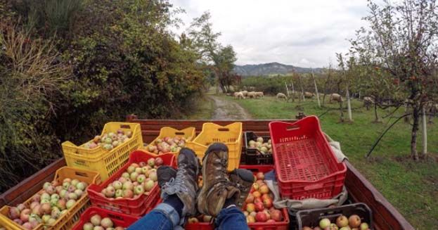 Il bello di fare wwoofing: la vera vacanza rurale
