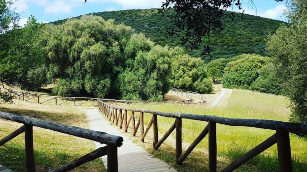 In Sardegna c'è l'albero più antico d'Italia: ha 4.000 anni ed è in gran forma